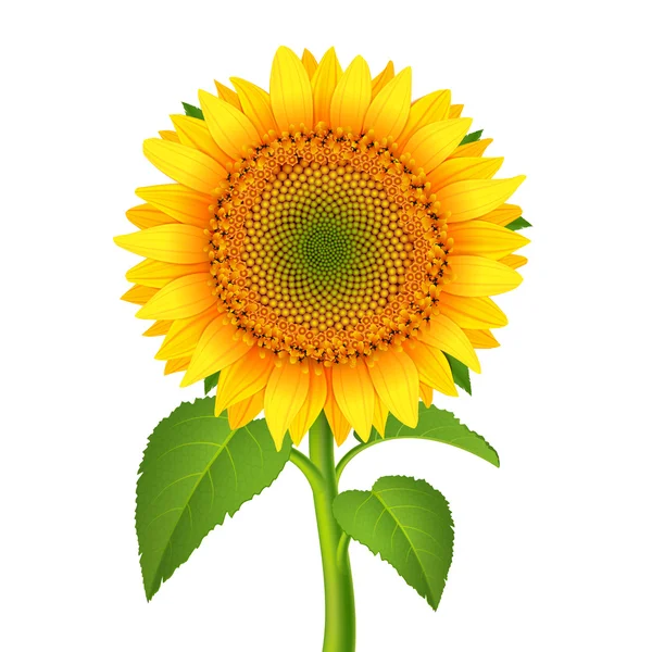Bunga matahari dengan pedikel - Stok Vektor