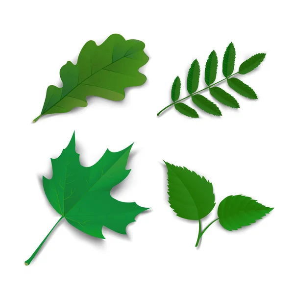 Quercia estiva frassino betulla foglie — Vettoriale Stock