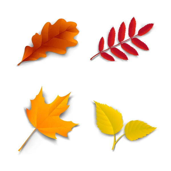 Feuilles de bouleau de frêne d'érable chêne d'automne — Image vectorielle