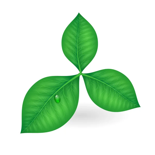 Green leaves symbol — Stock Vector