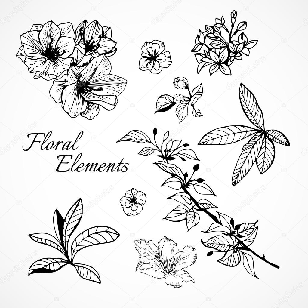 Set of floral elements — Stock Vector © macrovector #36758539
