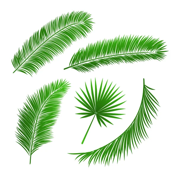 Colección de hojas de palmera — Vector de stock