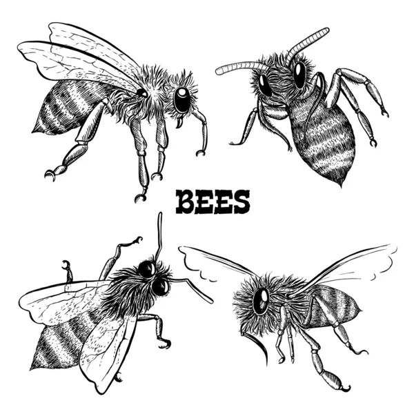 Tatlım bee Icons koleksiyonları — Stok Vektör