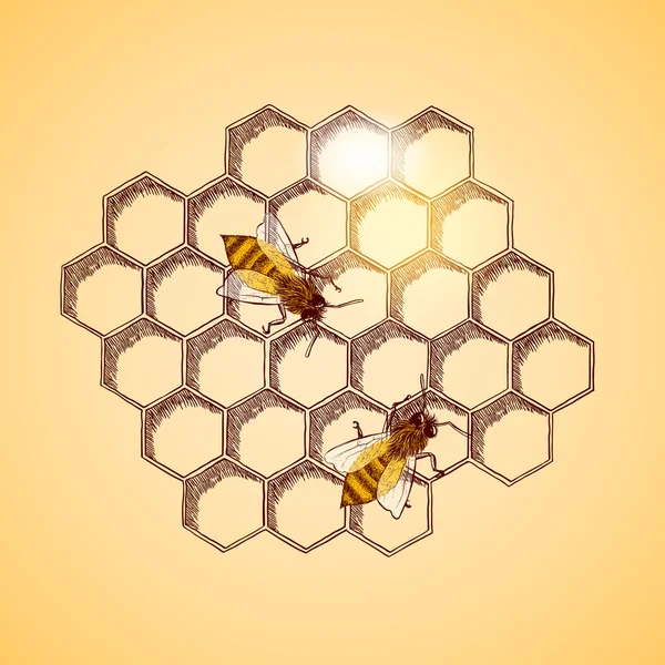 Honungsbin och honeycomb bakgrund — Stock vektor