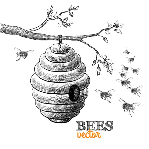 Honey bees and hive on tree branch — Stock Vector