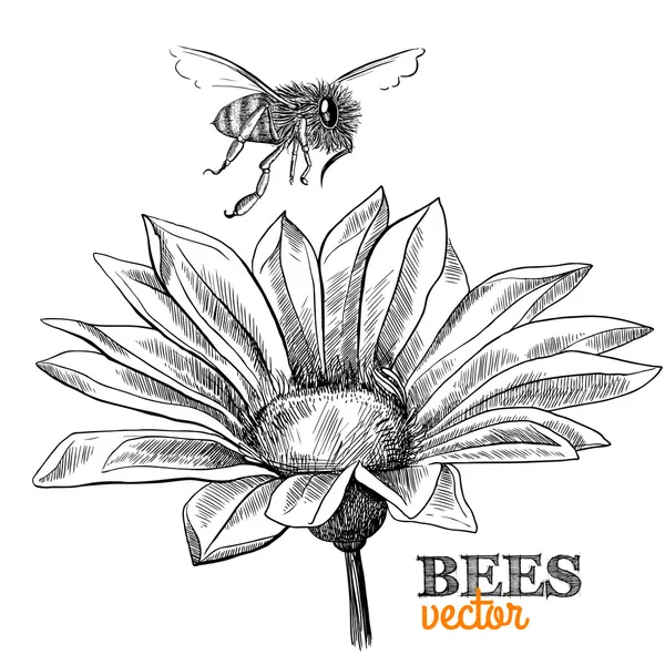 Abeja voladora de miel y flor en flor — Vector de stock