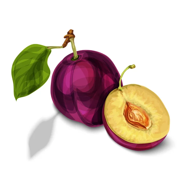Blå naturliga ekologiska plommon frukt — Stock vektor