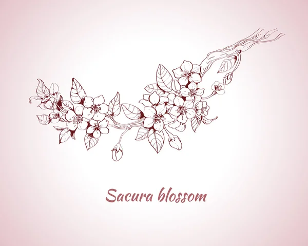 Skica kvetoucí Sakura — Stockový vektor