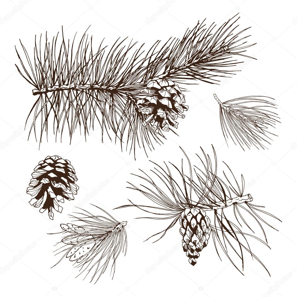 Pine branches design element