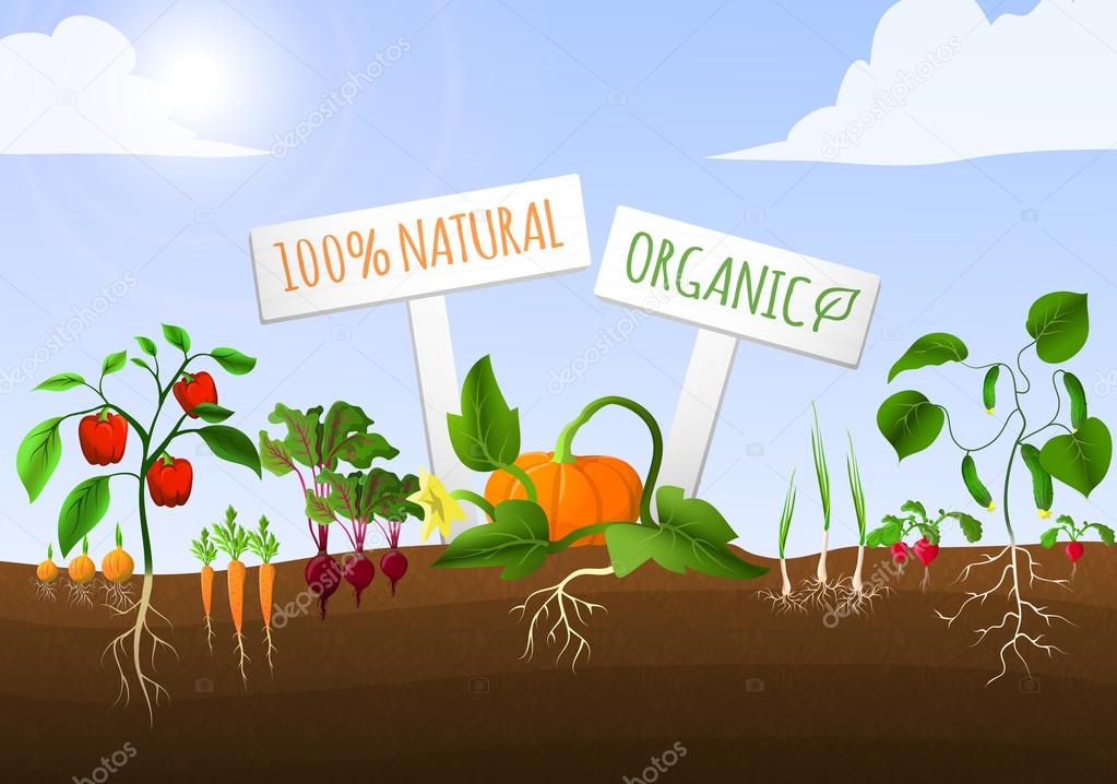 Vegetable garden poster