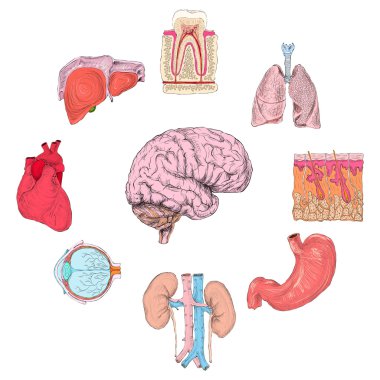 Human organs set