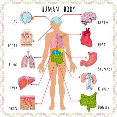 Human body medical demographic clipart