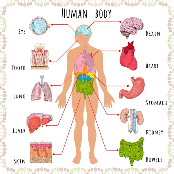 Медицинская демография человеческого тела — стоковый вектор