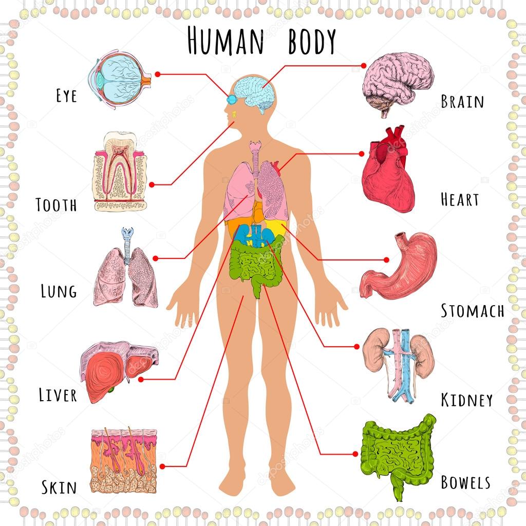 Human Body Organs Diagram Male - magiadeverao