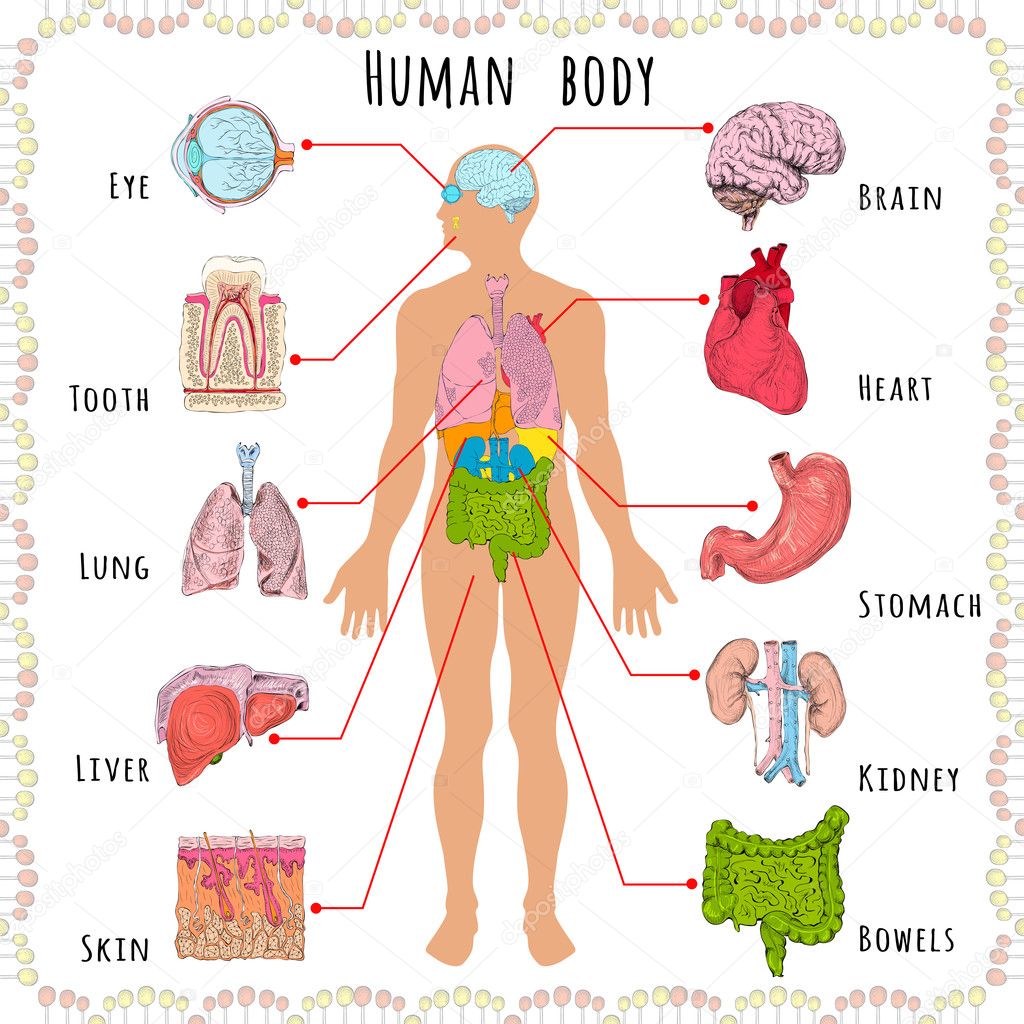 Human body medical demographic