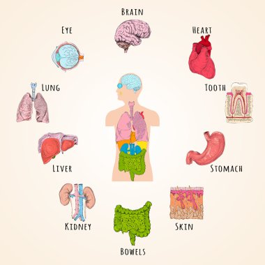 insan anatomisi kavramı