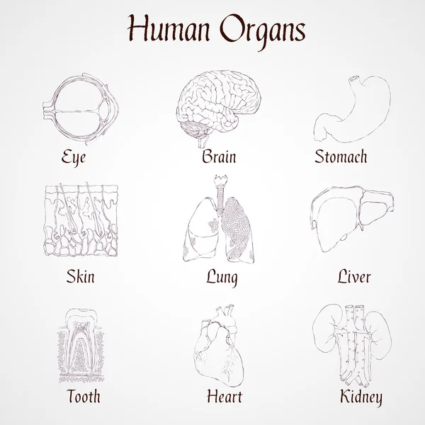 Icônes organes humains — Image vectorielle