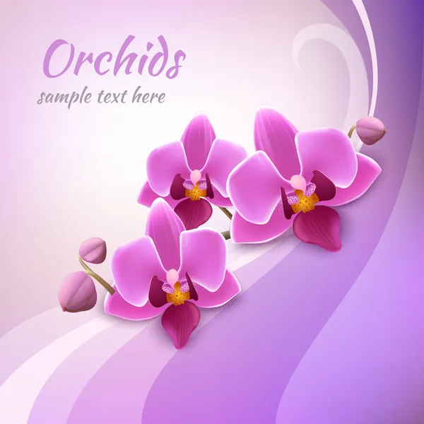 Orchid background template — Stock Vector