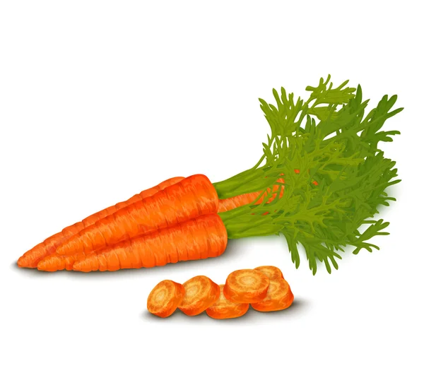 Fresh carrot isolated — Stock Vector