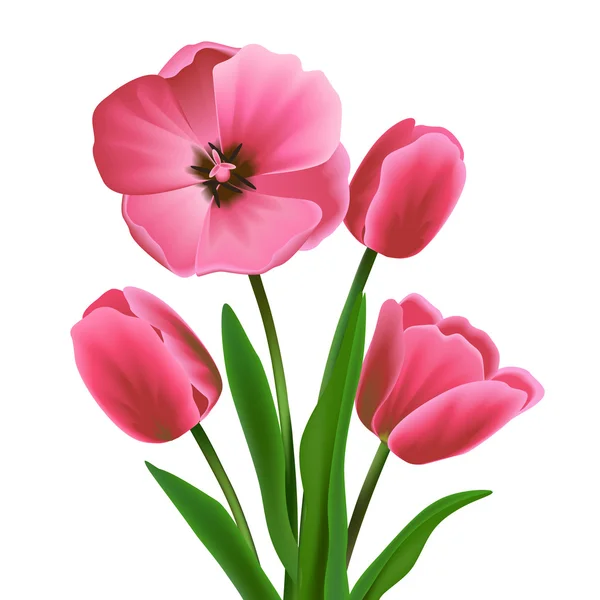 Flor de tulipán rosa — Vector de stock