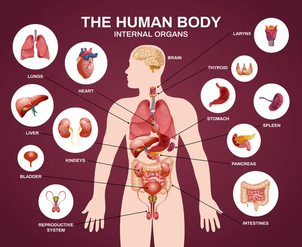 Composição da silhueta de órgãos humanos internos —  Vetores de Stock