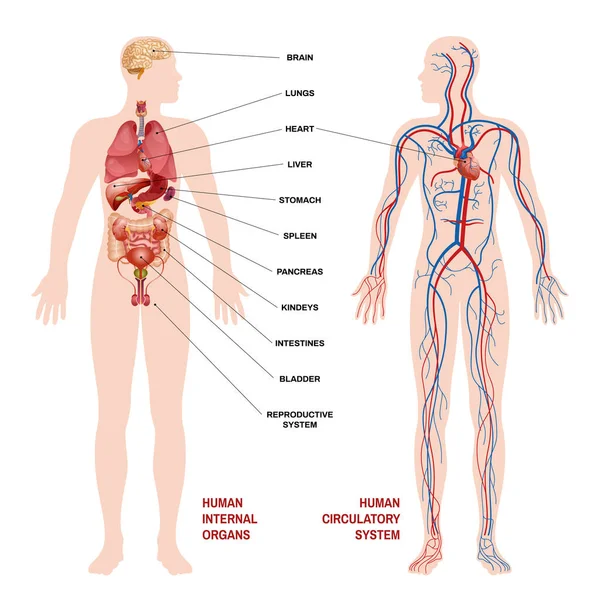 Conceito do Sistema Circulatório de Órgãos Humanos Internos — Vetor de Stock