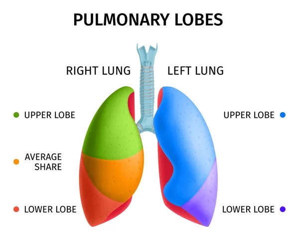 Infografía de anatomía pulmonar humana — Vector de stock