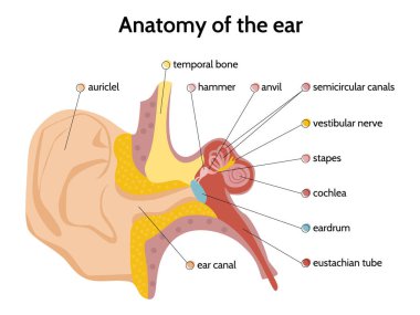 Kulak Anatomisi Düz Bilgisi