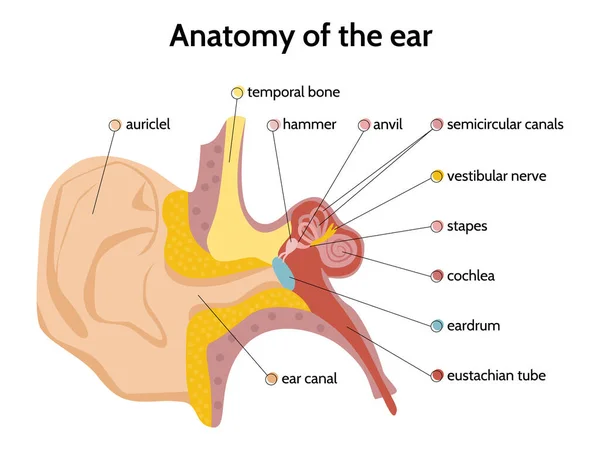Anatomia do ouvido Infográficos planos —  Vetores de Stock