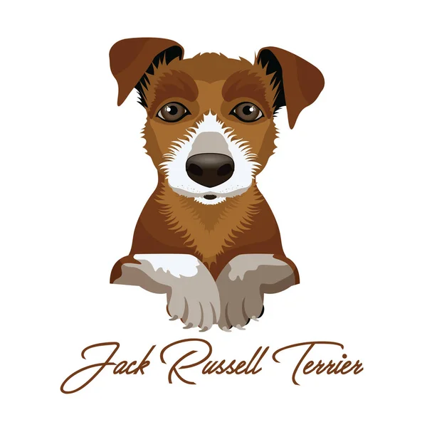 Jack Russel terrier - Stok Vektor