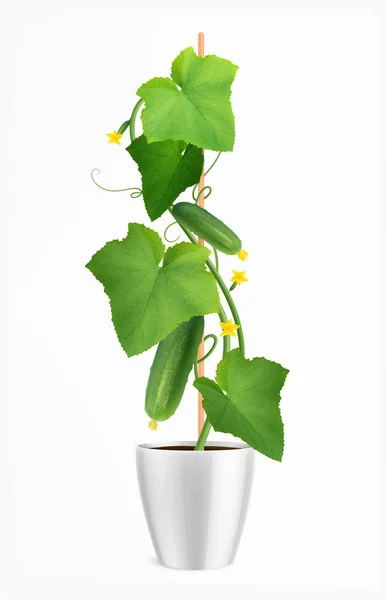 Uborka Plant Illusztráció — Stock Vector