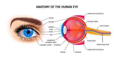 İnsan Gözü Anatomisi Posteri