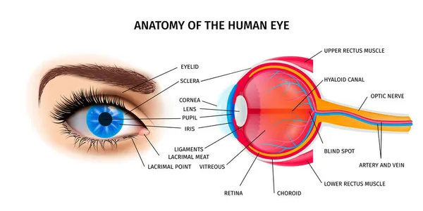 Poster Menselijke Oog Anatomie — Stockvector