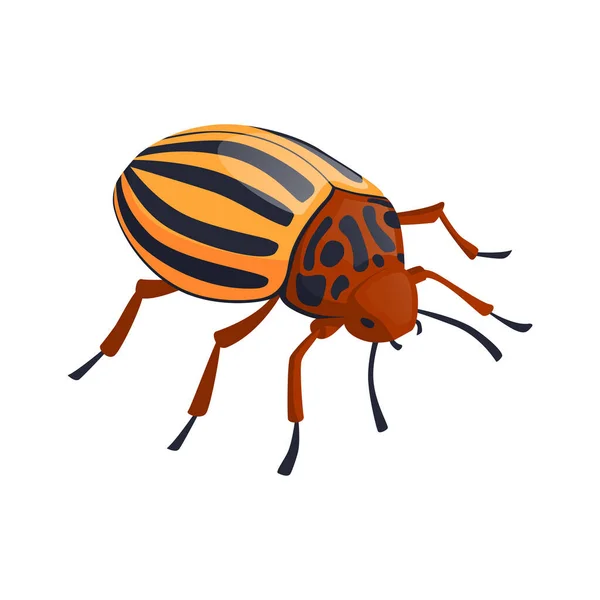 等距科罗拉多甲壳虫 — 图库矢量图片