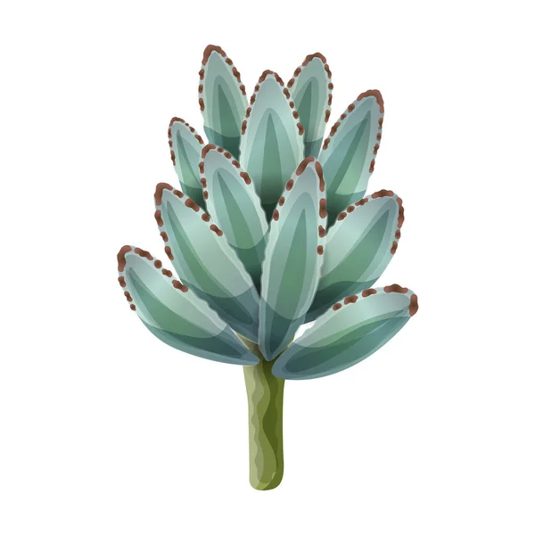 Agave Kaktüs Çiçeği Kompozisyonu — Stok Vektör