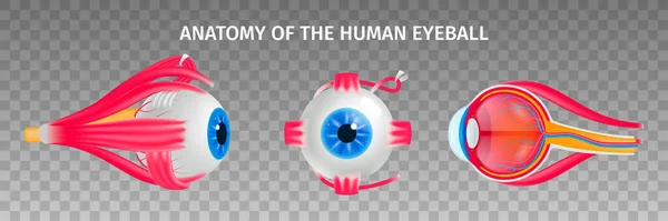 Human Eye Anatomy Transparent Set — Stock Vector