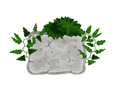 Kare Taş Liana Bileşimi