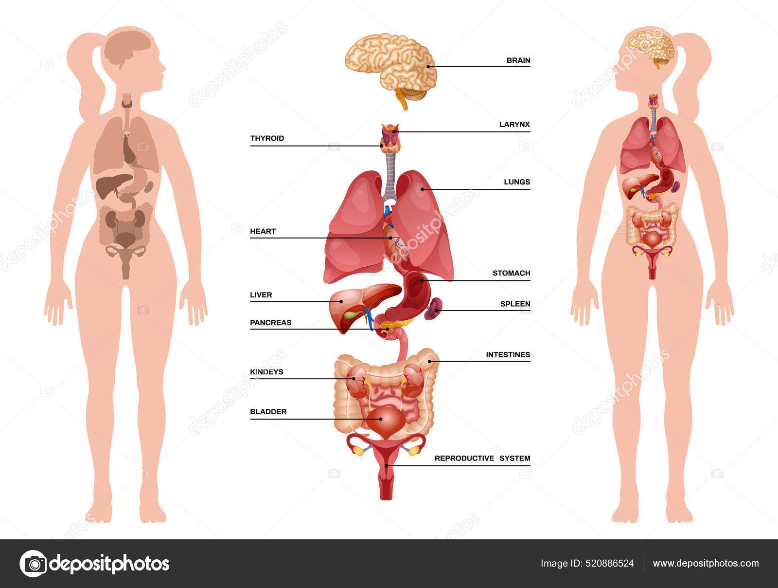 Interne menneskelige organer Infografiske stockvektor © macrovector  #520886524, image size:1600x1208