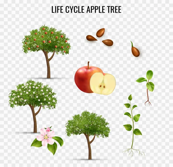 Apple Life Cycle｜透明なセット — ストックベクタ