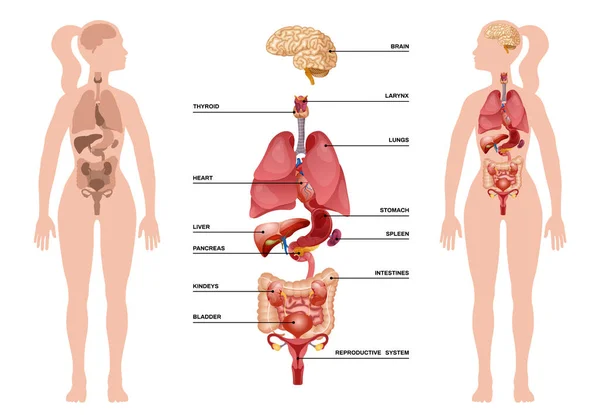 Interne menselijke organen Infographic — Stockvector