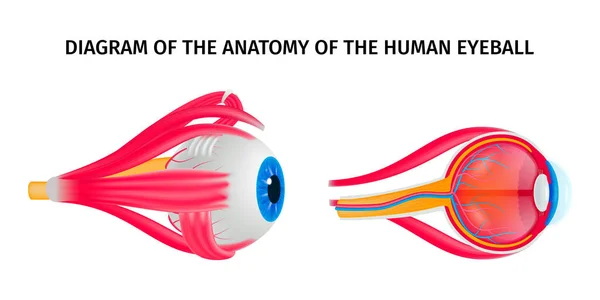 Диаграмма анатомии глаз человека — стоковый вектор