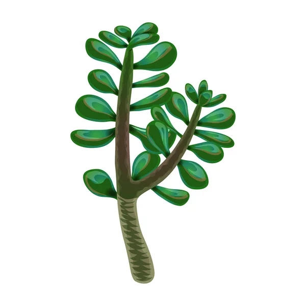 Jade Plant Cactus Composición — Vector de stock