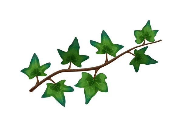 Samenstelling tropische Liana bladeren — Stockvector