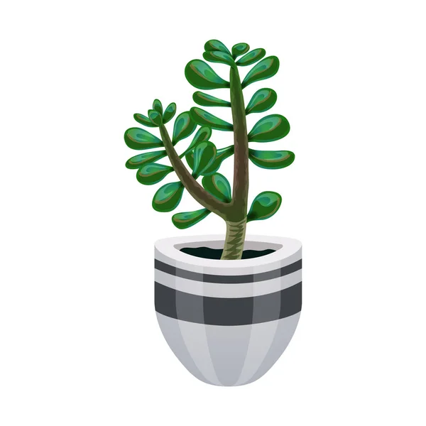 Jade Plant Topf Zusammensetzung — Stockvektor