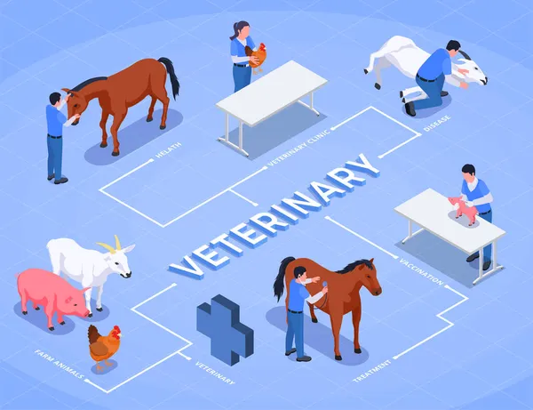 Farm Animals Veterinary Isometric Flowchart — Stock Vector