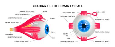 İnsan Gözü Anatomisi Kavramı Ayarlandı