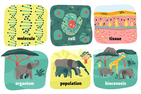 Biologische Hierarchie Tiere Zusammensetzung — Stockvektor