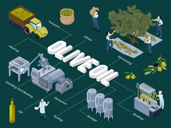 Diagramma della produzione di olio d'oliva — Vettoriale Stock