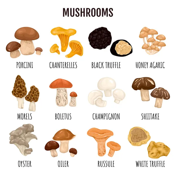 Funghi commestibili Set infografico — Vettoriale Stock