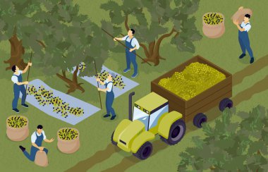 Zeytin Toplama Isometric Bestesi